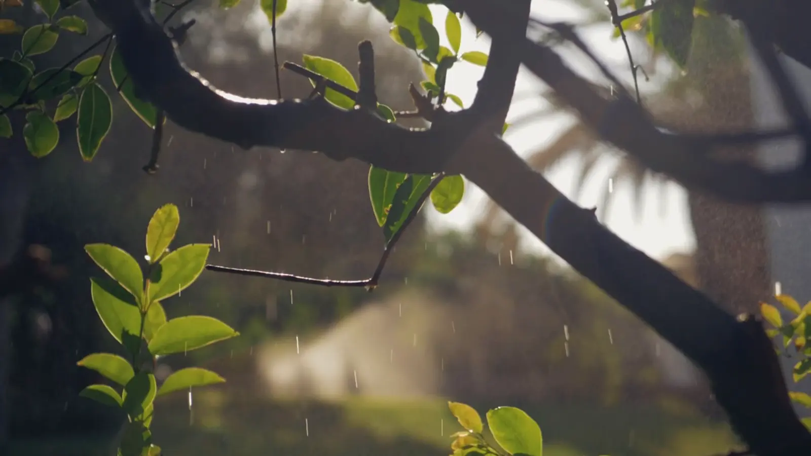 雨の日は、何もしない